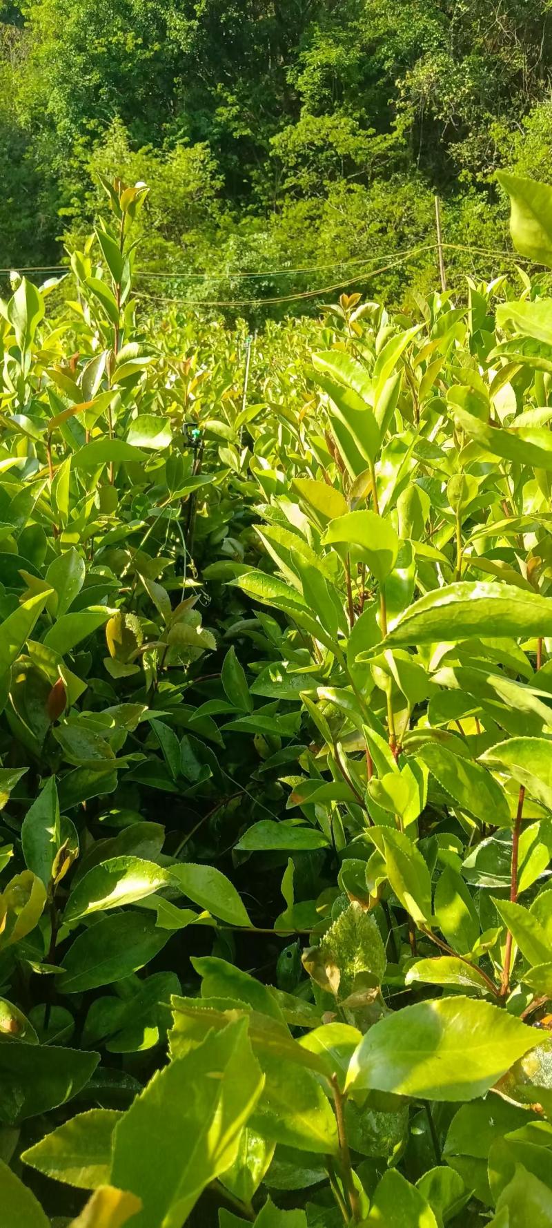 油茶苗大量上市，货源充足，基地直发，品质保证，量大从优，