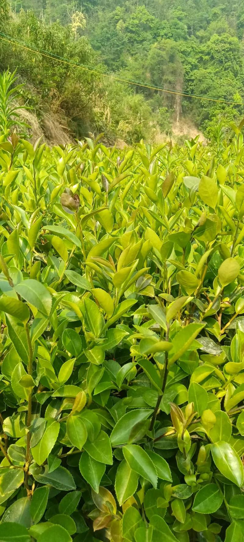 油茶苗大量上市，货源充足，基地直发，品质保证，量大从优，