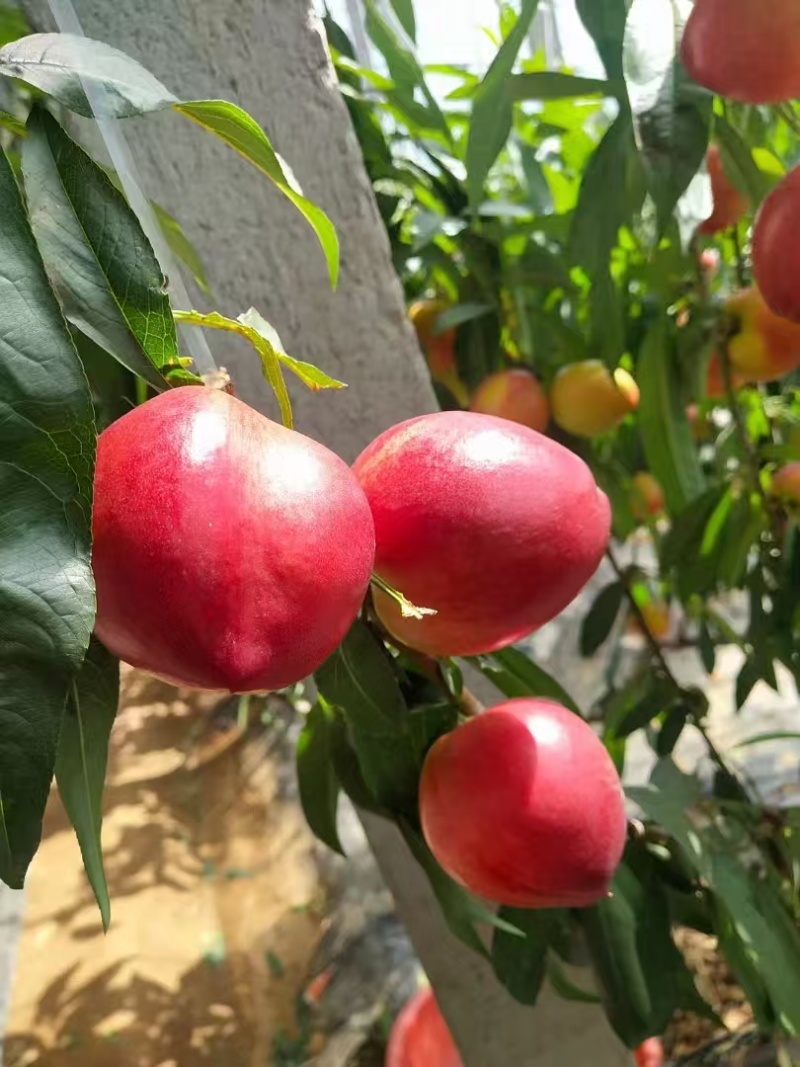 精选中油4号油桃山东基地直供质量保证一手货源全国发货