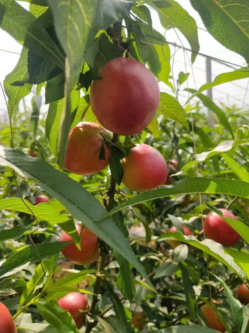 精选中油4号油桃山东基地直供质量保证一手货源全国发货