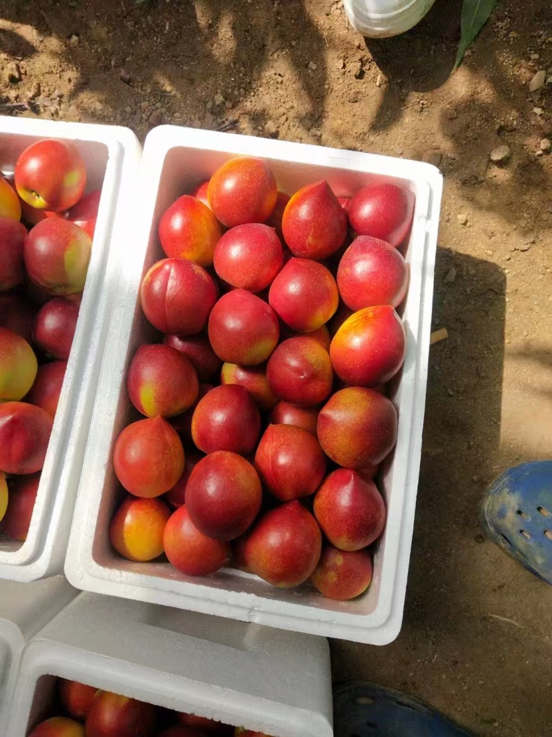 精选中油4号油桃山东基地直供质量保证一手货源全国发货