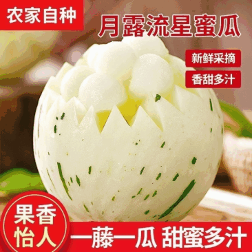 蜜露甜瓜梦露甜瓜特有品种保熟包甜有场地工人备货快现场挑满意