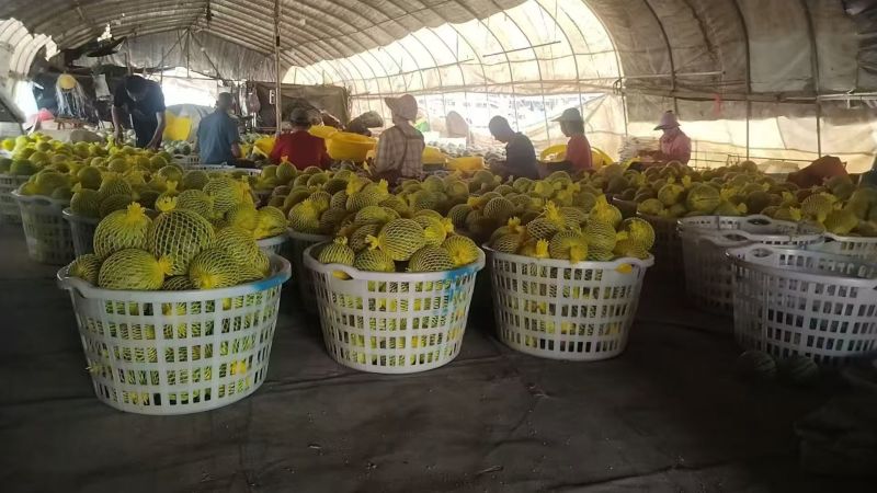 【实力推荐】特小凤西瓜产地直销一手货源量大质优价优