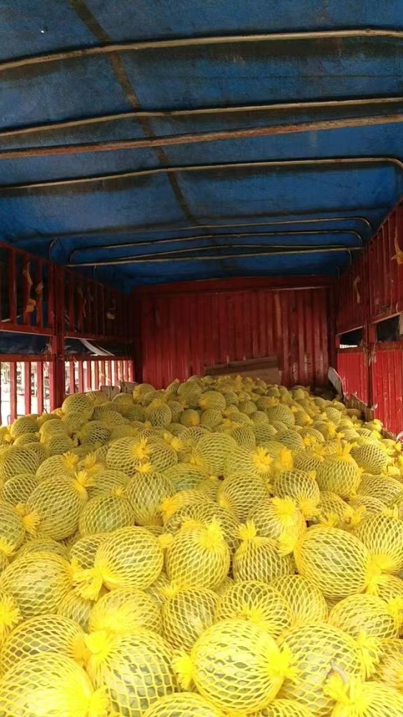 【实力推荐】特小凤西瓜产地直销一手货源量大质优价优