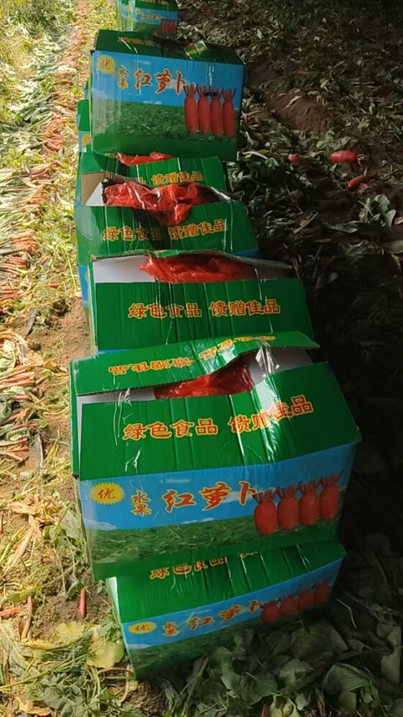 胡萝卜红皮萝卜好吃不贵产地直发量大从优可对接全国客商