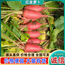 胡萝卜红皮萝卜好吃不贵产地直发量大从优可对接全国客商