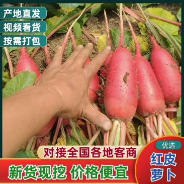 红皮萝卜胡萝卜红萝卜产地直发量大从优可视频看货对接