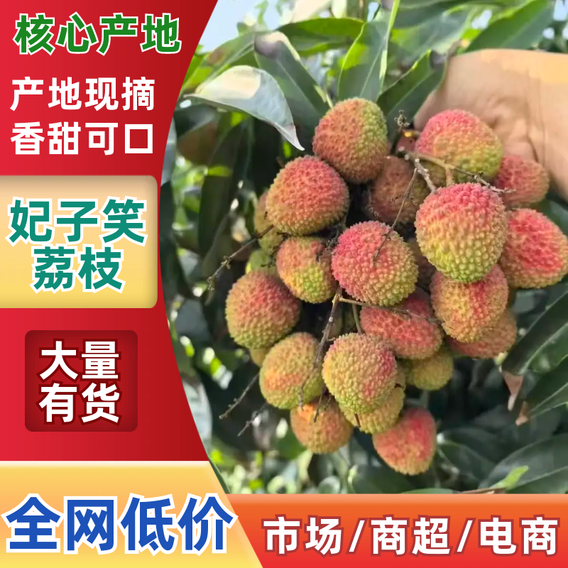广东妃子笑精品荔枝产地直发供货代收代发货全国发货