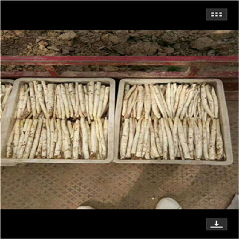 丰特利白芦笋种子杂交高产白、绿两用型25克芦笋种子
