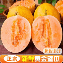 【高人气】山东黄金蜜25哈密瓜按需分拣打包提供各种包装颜色靓