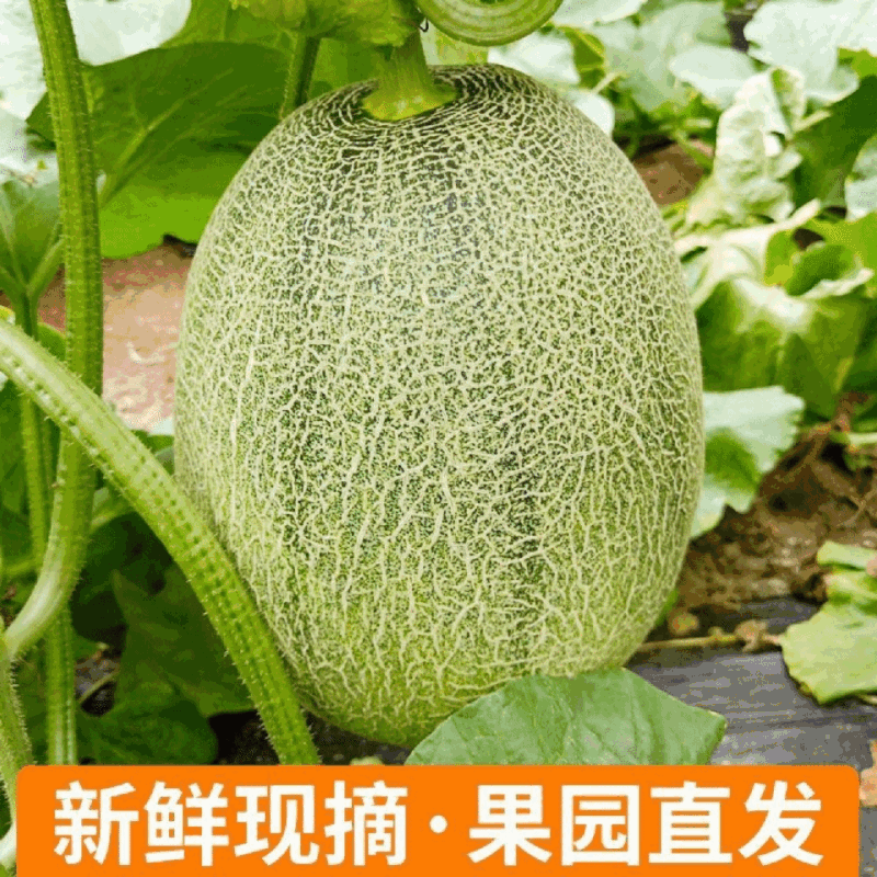 山东晓蜜25甜度高拉丝头茬精品皮硬耐运输储存视频看货实地考察