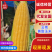 【太阳花】云南玉米黄甜玉米产地直发保质保量价格特惠