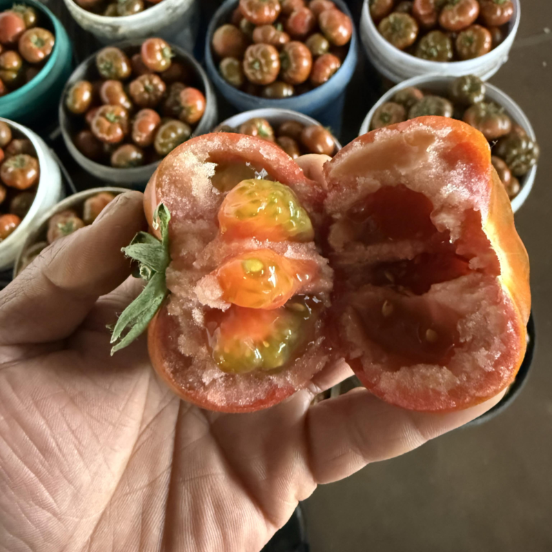 【好评超多】泰番麒麟番茄外观独特口感酸甜各渠道热销