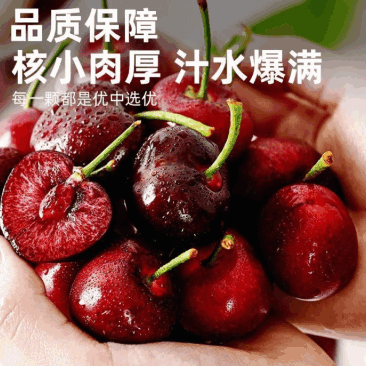 美早樱桃大小规格都有硬度好甜度高新鲜采摘支持全国物流发货