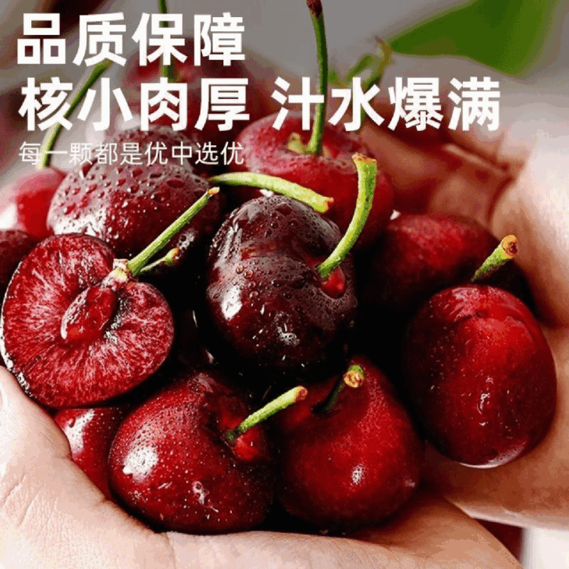 美早樱桃大小规格都有硬度好甜度高新鲜采摘支持全国物流发货