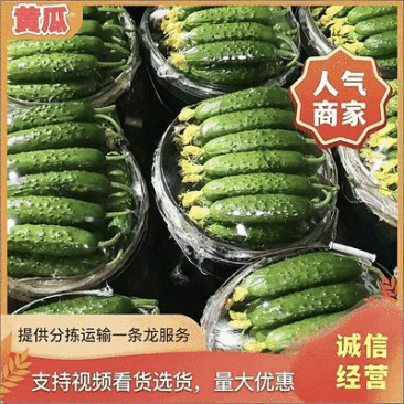 旱黄瓜，东北黄瓜全年供货，实力靠谱代办质量保证价格公道