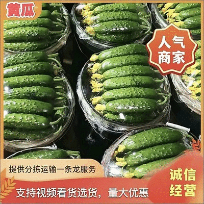 旱黄瓜，东北黄瓜全年供货，实力靠谱代办质量保证价格公道