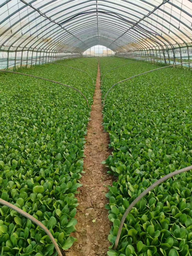曹县上海青，小油菜大量上市产地直供大量有货全国发货