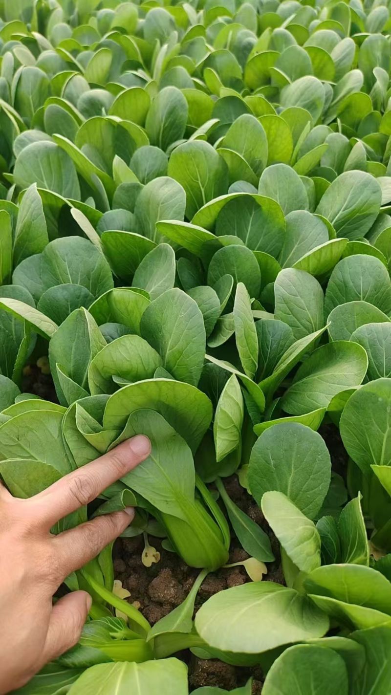曹县上海青，小油菜大量上市产地直供大量有货全国发货