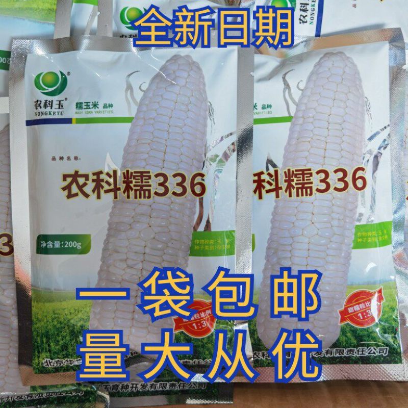 农科糯336糯玉米种子农科玉白甜糯玉米种子籽孑大田基地种