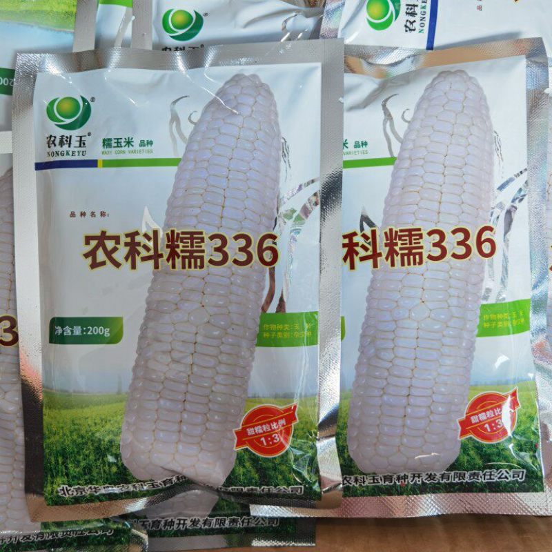 农科糯336糯玉米种子农科玉白甜糯玉米种子籽孑大田基地种