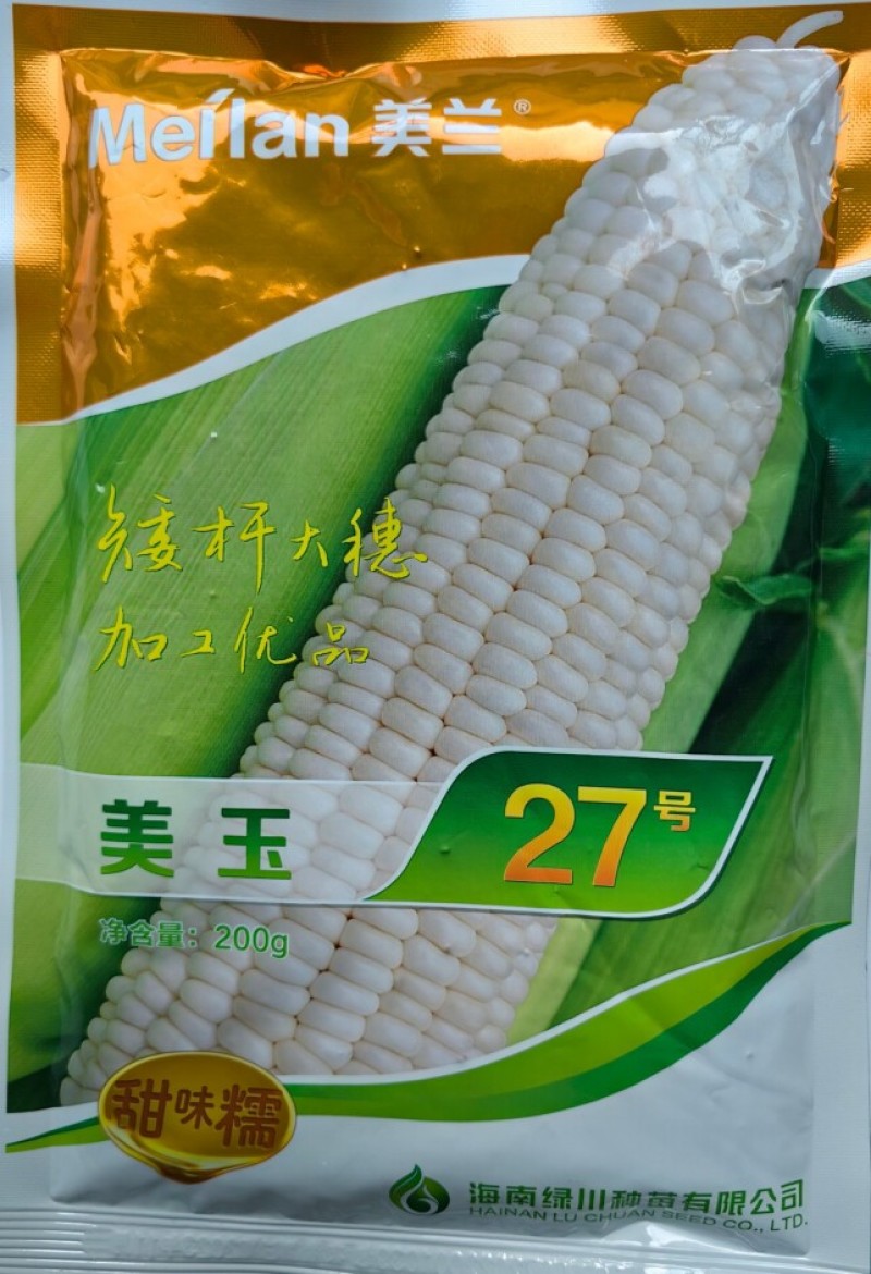 美玉27糯玉米种子国审矮杆大棒甜糯早熟白糯27号玉米种籽