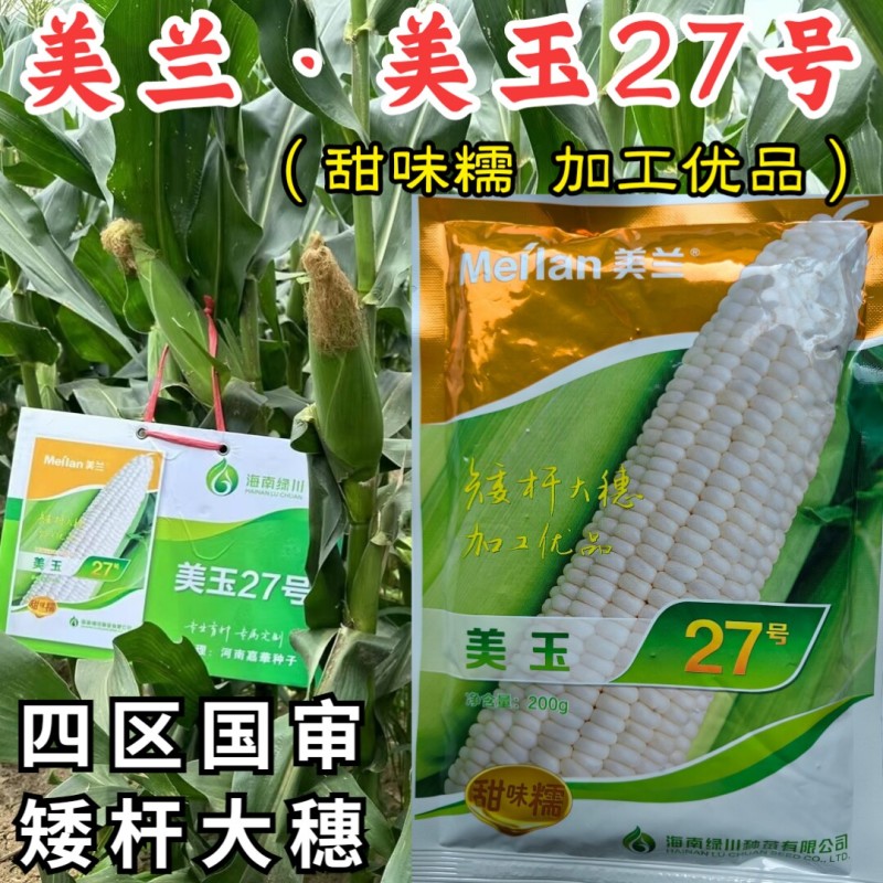 美玉27糯玉米种子国审矮杆大棒甜糯早熟白糯27号玉米种籽