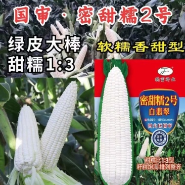 白甜糯玉米种子密甜糯2号粘玉米种籽四季高产软糯甜香苞米种