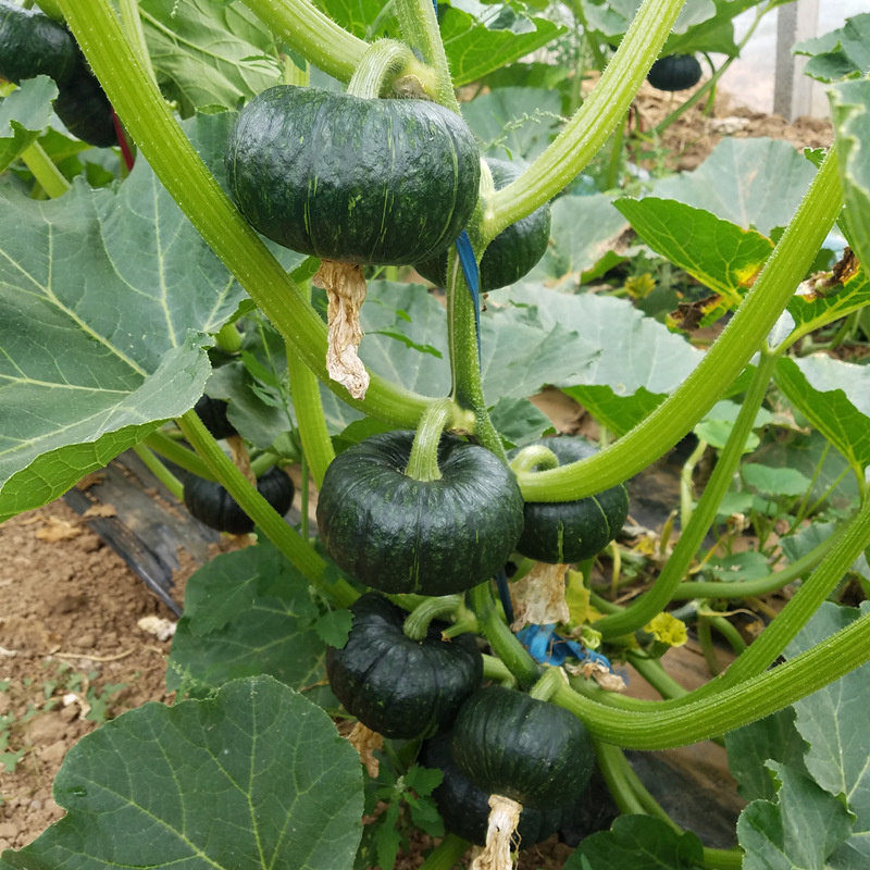 CQ172贝贝南瓜种子日本引进的优质早熟50粒