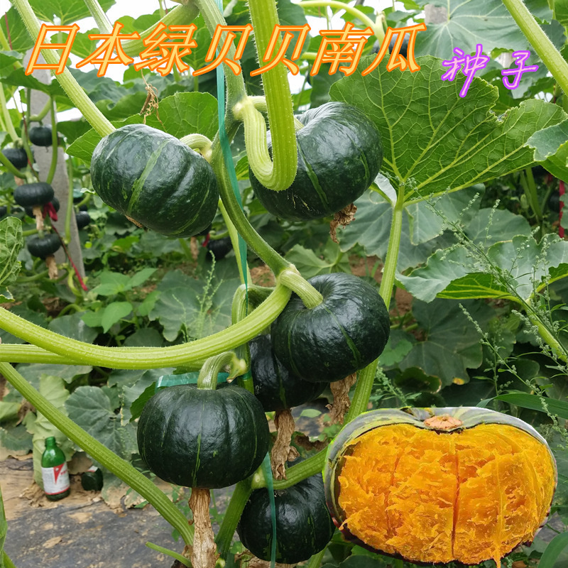 CQ172贝贝南瓜种子日本引进的优质早熟50粒