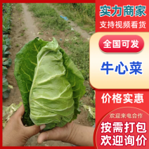 【推荐】牛心菜牛心甘蓝产地一手货源品质保障对接全国