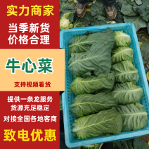 【热卖】牛心菜牛心甘蓝产地直发保质保量对接全国