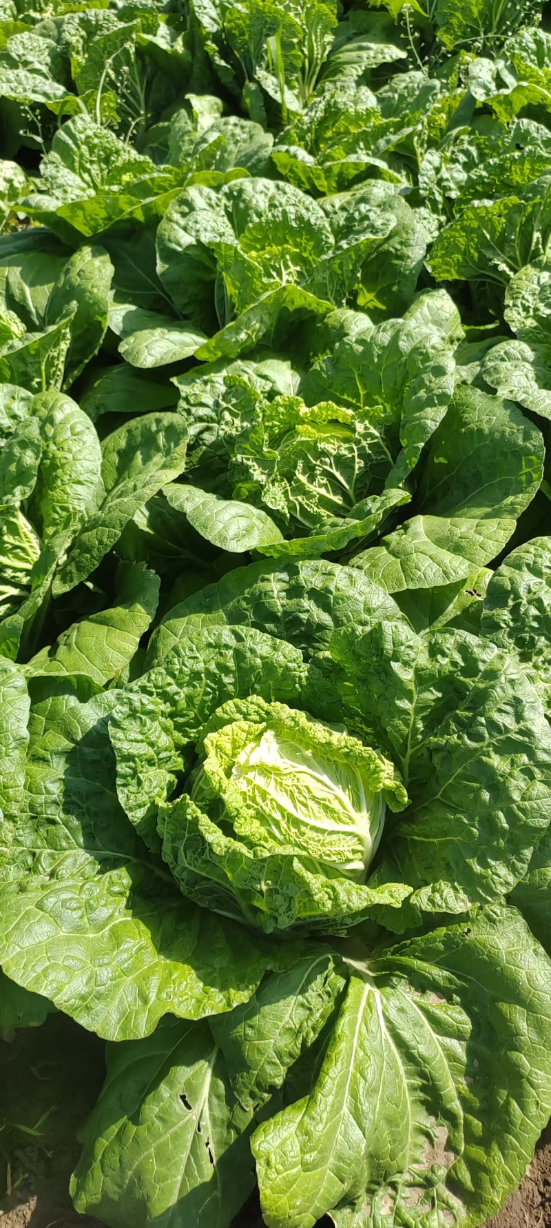 陕西天腾锦白菜不烧心烧边无黑点儿虫眼净菜毛菜都能装
