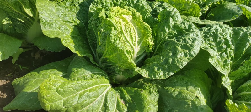 陕西天腾锦白菜不烧心烧边无黑点儿虫眼净菜毛菜都能装