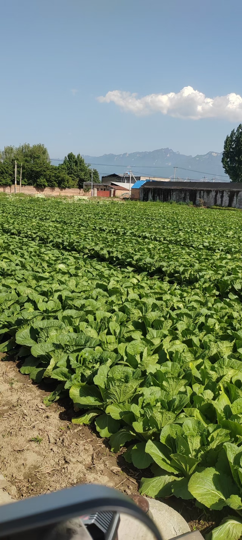 陕西天腾锦白菜不烧心烧边无黑点儿虫眼净菜毛菜都能装