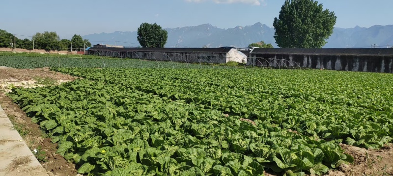 陕西天腾锦白菜不烧心烧边无黑点儿虫眼净菜毛菜都能装