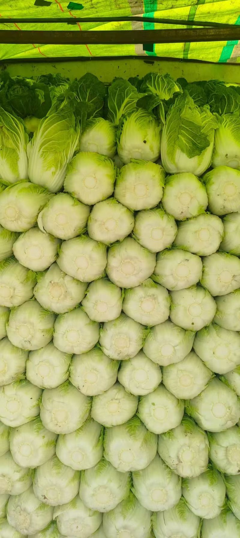 陕西天腾锦白菜不烧心烧边无黑点儿虫眼净菜毛菜都能装
