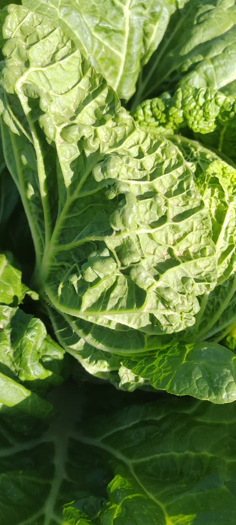 陕西天腾锦白菜不烧心烧边无黑点儿虫眼净菜毛菜都能装
