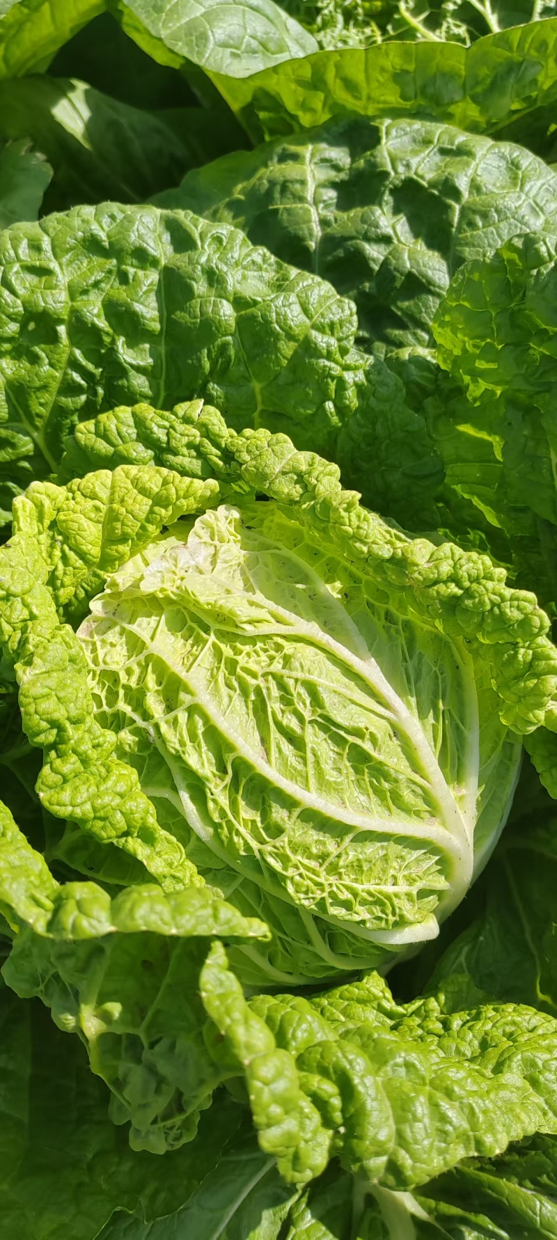 陕西天腾锦白菜不烧心烧边无黑点儿虫眼净菜毛菜都能装