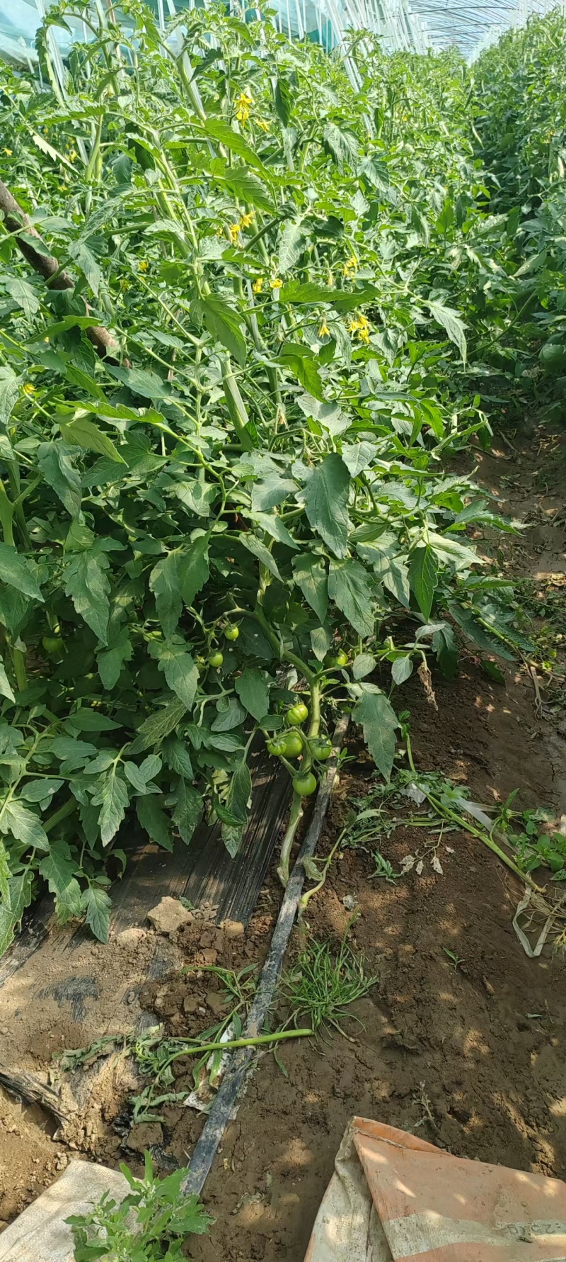 陕西渭南普罗旺斯西红柿原产地直供硬度刚好颜色靓丽货量大