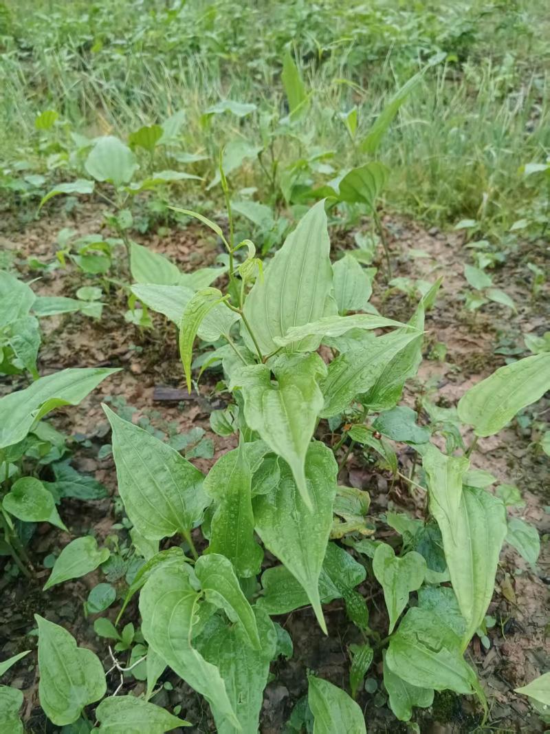 小叶红花百部种苗广西基地直供质量保证一手货源全国发货