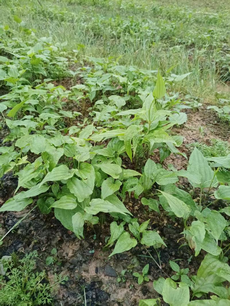 小叶红花百部种苗广西基地直供质量保证一手货源全国发货