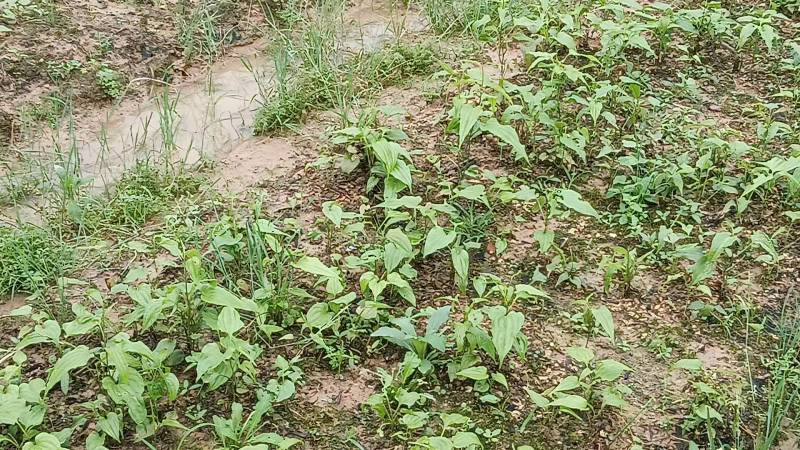 小叶红花百部种苗广西基地直供质量保证一手货源全国发货