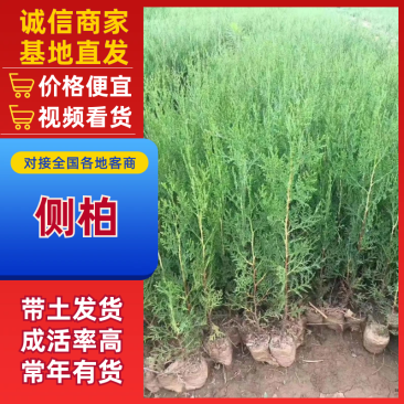侧柏