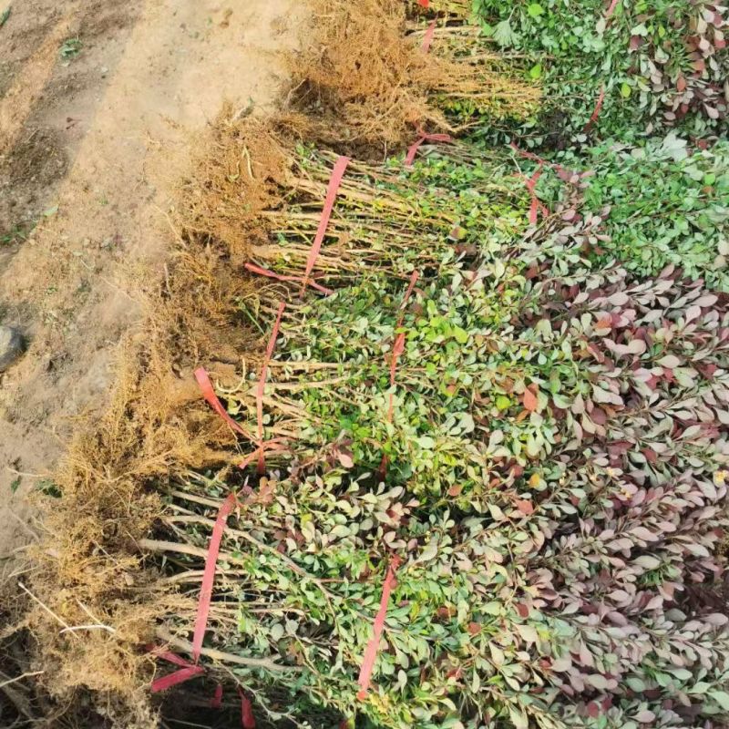 红叶小波大量上市，常年供货，品质保证，量大从优