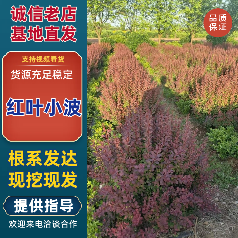 红叶小波大量上市，常年供货，品质保证，量大从优