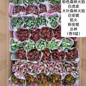 80#精品网纹草盆栽