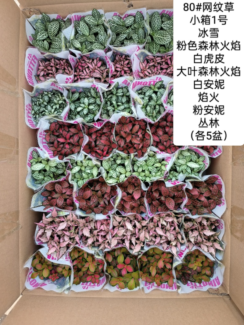 80#精品网纹草盆栽