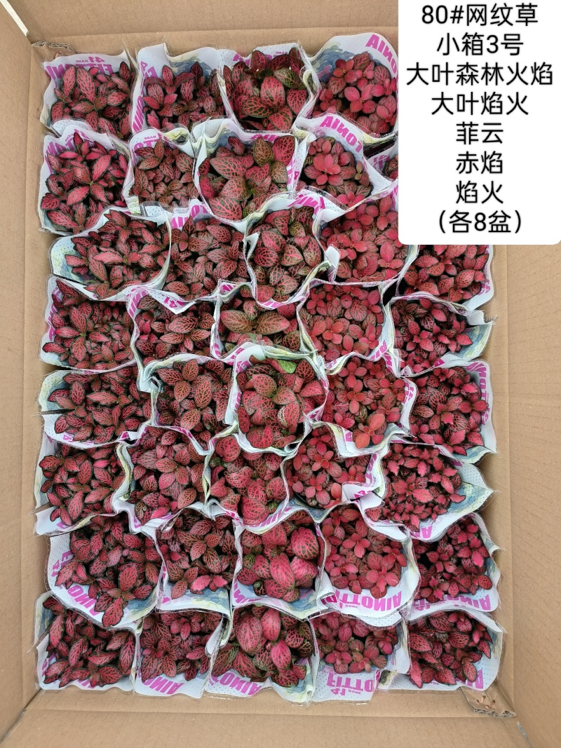 80#精品网纹草盆栽