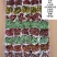 80#精品网纹草盆栽